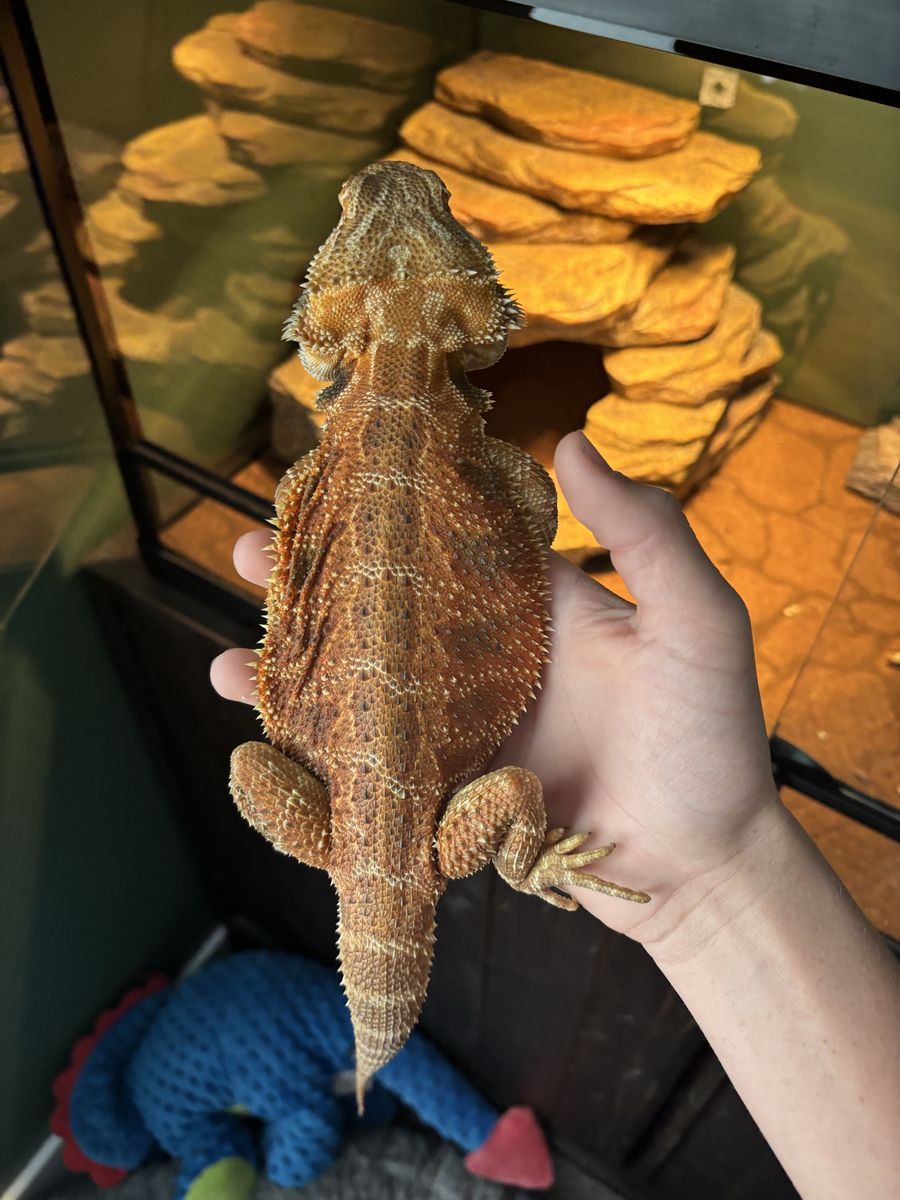 Bearded Dragon for Sale - Healthy, Adult Reptile with Vibrant Scales