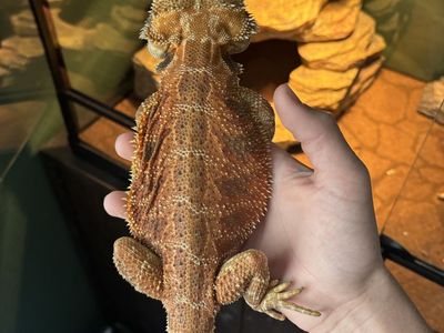 Bearded Dragon for Sale - Healthy, Adult Reptile with Vibrant Scales