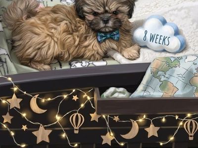 Teacup Shih tzu only two left