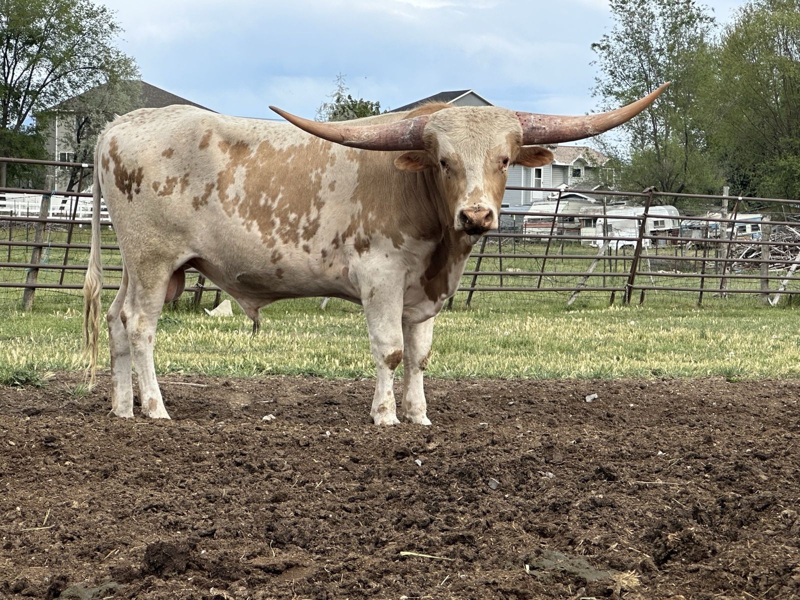 Longhorn Bull