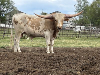 Longhorn Bull