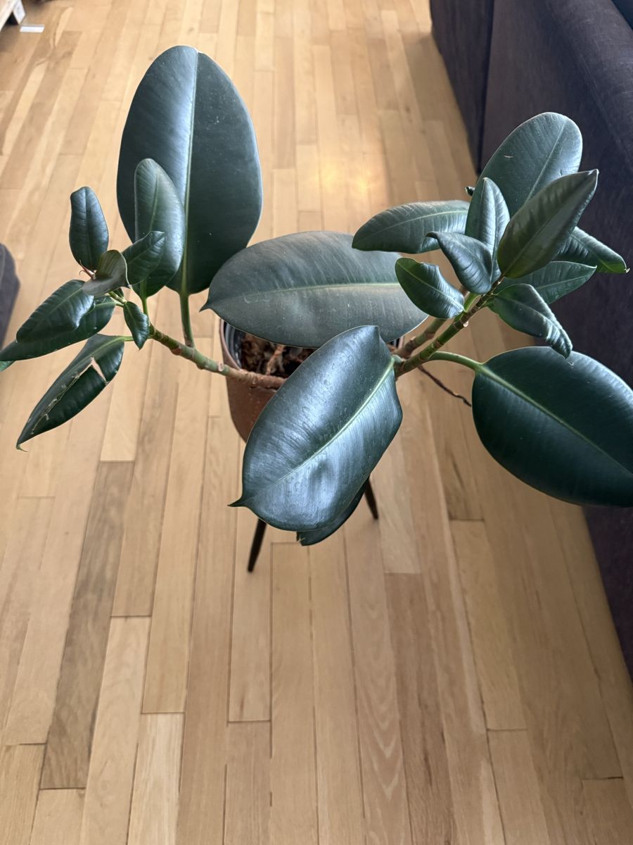 Rubber Tree Plant in Copper Embossed Planter with Stand