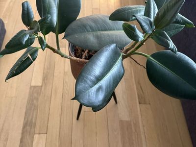 Rubber Tree Plant in Copper Embossed Planter with Stand