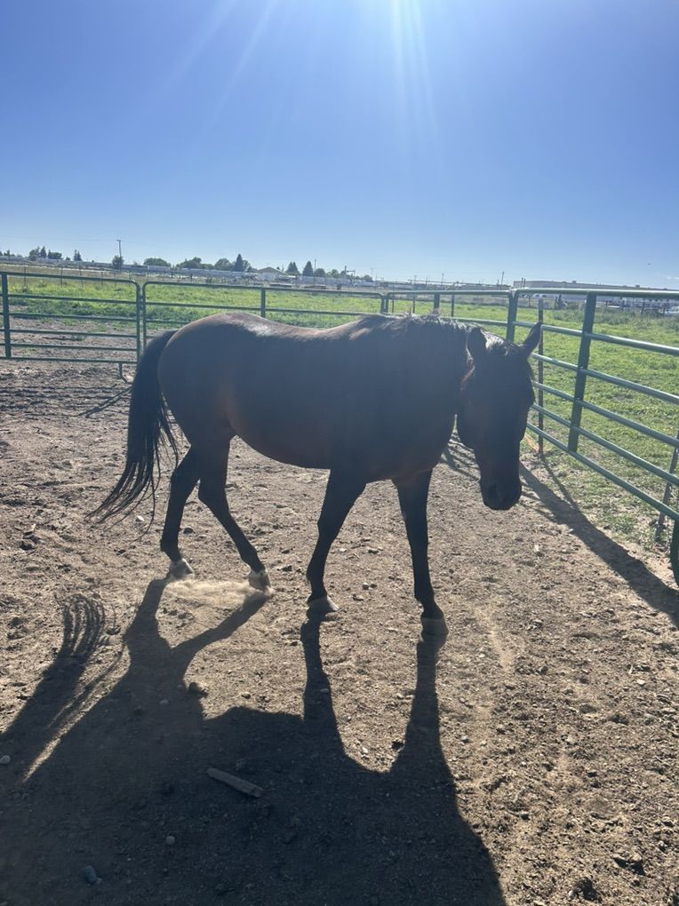 4 Year Old Quarter Horse