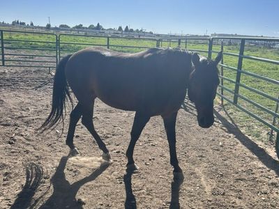 4 Year Old Quarter Horse