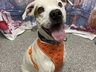 Hello my name is Olaf