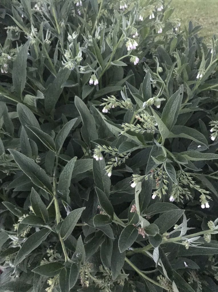 Herbs For Salves Or Tincture