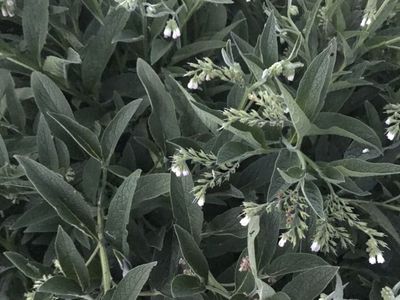 Herbs For Salves Or Tincture