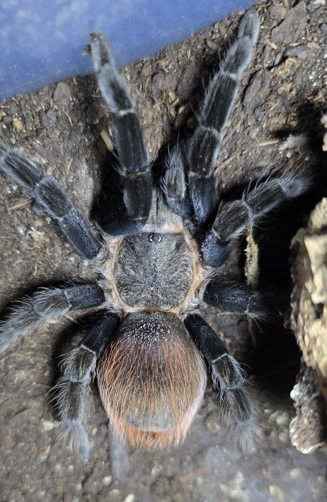 Suspect Male T. vagans Tarantula