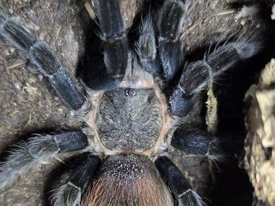 Suspect Male T. vagans Tarantula
