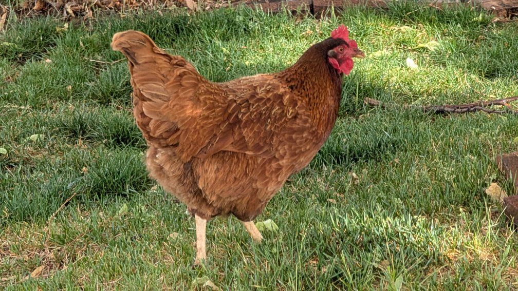laying chickens, variety breeds