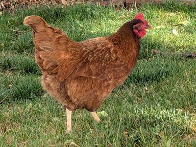 laying chickens, variety breeds
