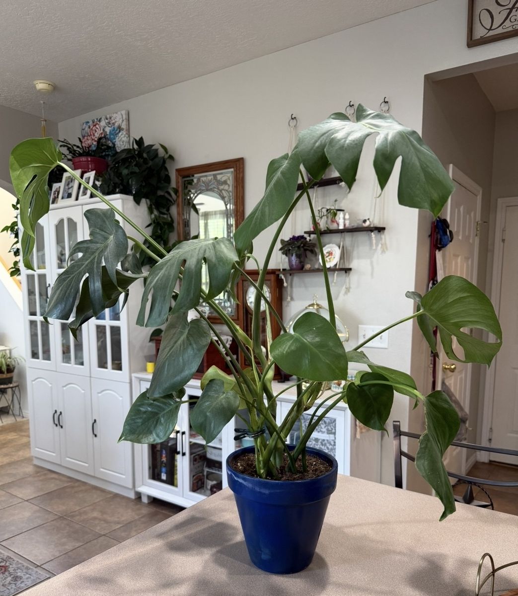 Healthy Monstera Deliciosa