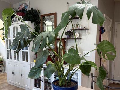 Healthy Monstera Deliciosa