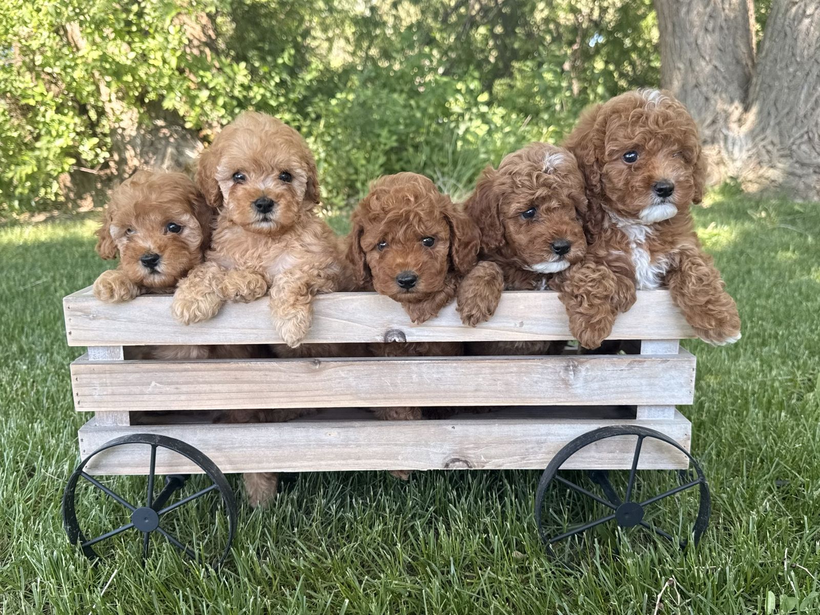 Teacup Goldendoodles