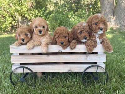Teacup Goldendoodles