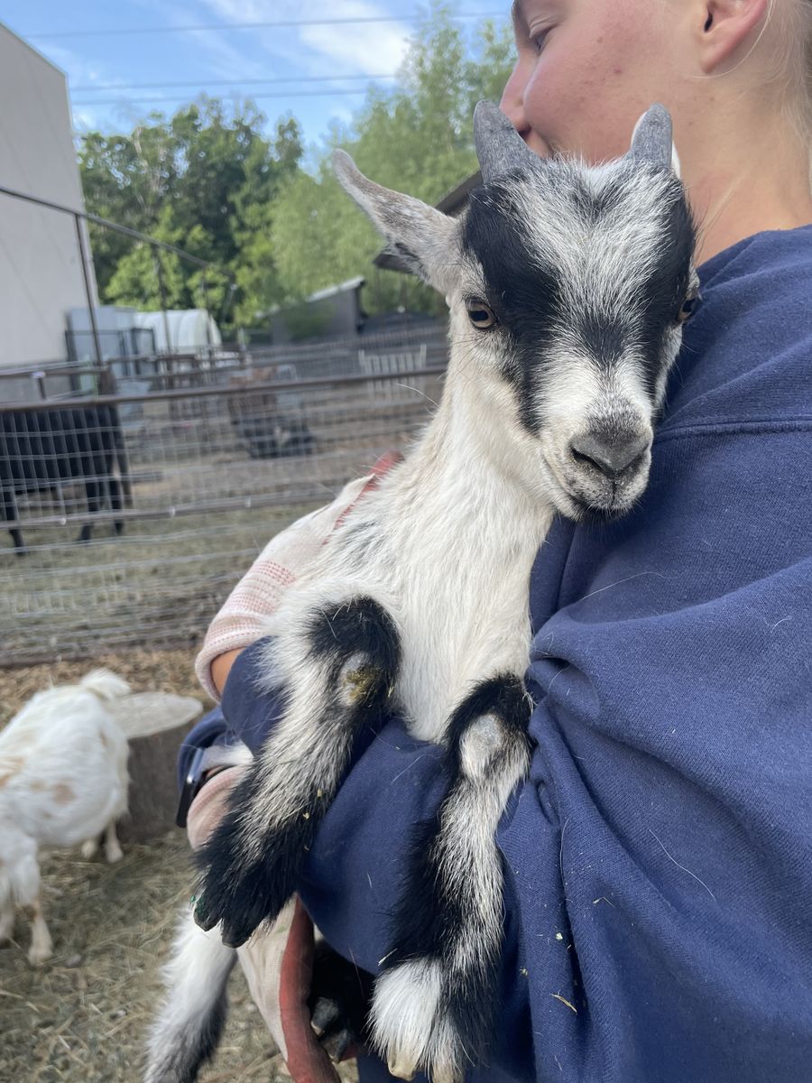 Nigerian Dwarf Bucklings