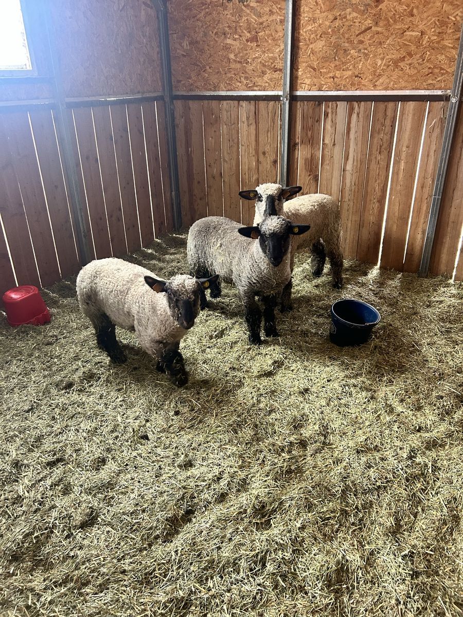 Show lambs
