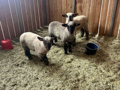 Show lambs