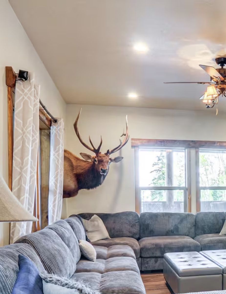 Bull elk shoulder mount