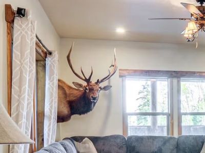 Bull elk shoulder mount