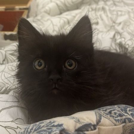 Hello my name is Snape