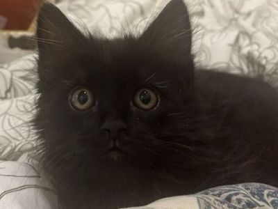 Hello my name is Snape