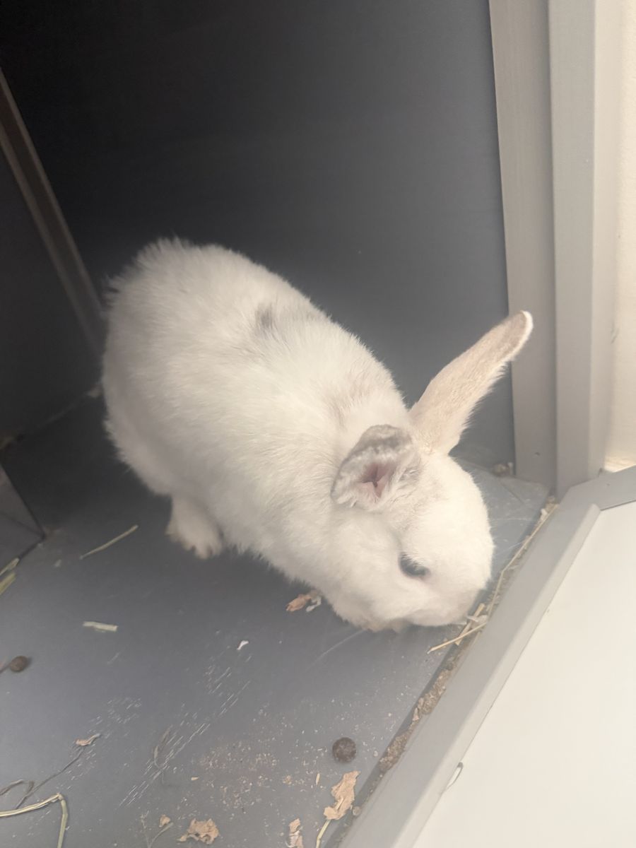 4-Month-Old Female Holland Lop Rabbit & Complete Starter Setup (Cage + New Bedding)