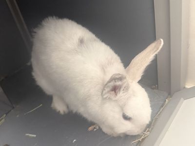 4-Month-Old Female Holland Lop Rabbit & Complete Starter Setup (Cage + New Bedding)
