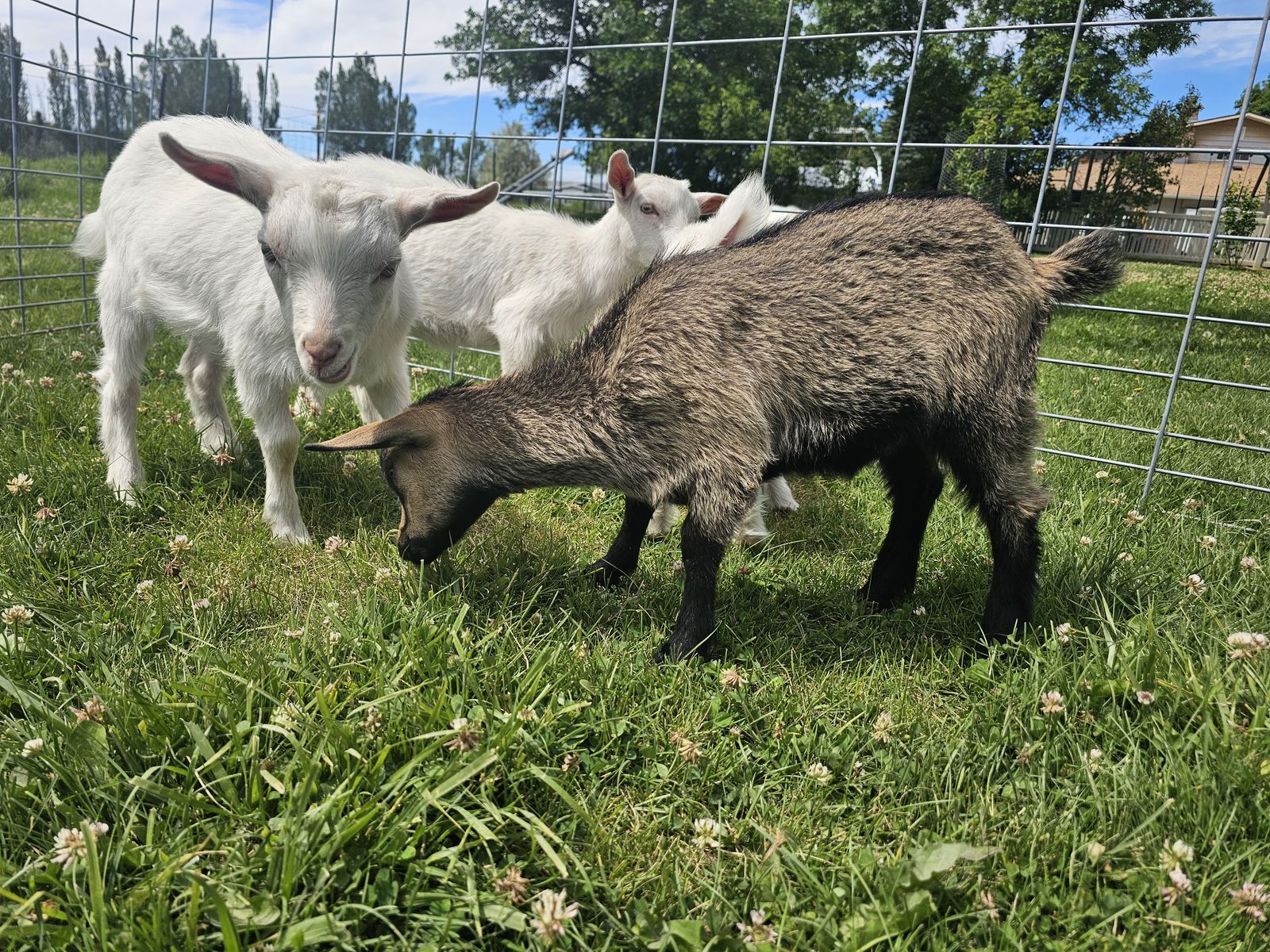 Nigerian Dwarf Kid