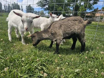 Nigerian Dwarf Kid