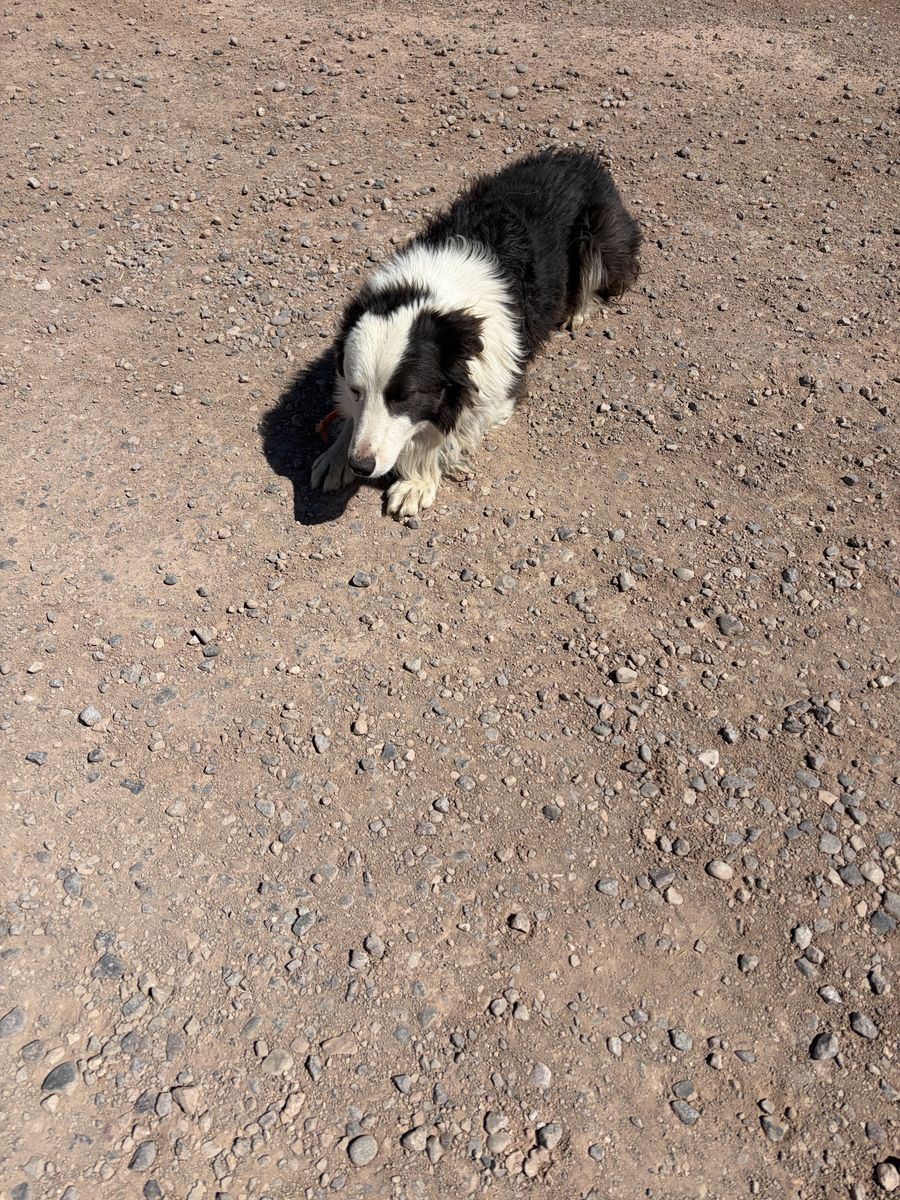Free Male Bordercollie
