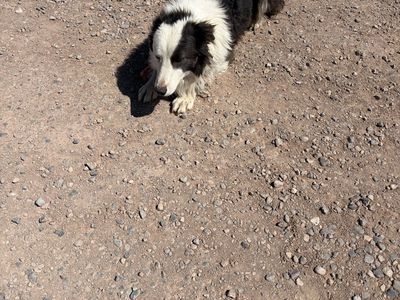 Free Male Bordercollie