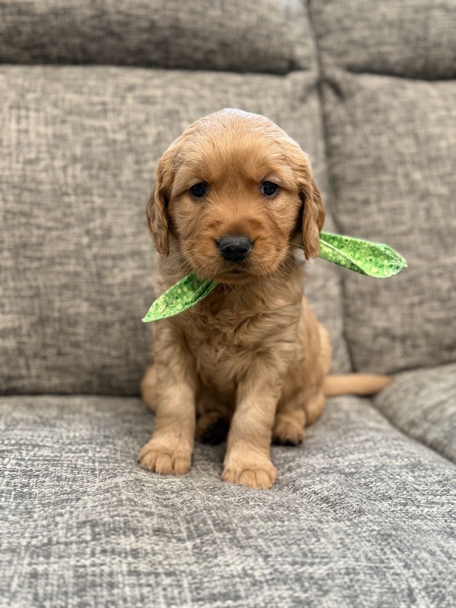 AKC Red Golden Retriever Puppies