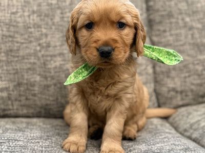 AKC Red Golden Retriever Puppies