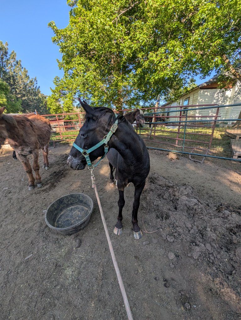 2 year old grade Appaloosa Mare