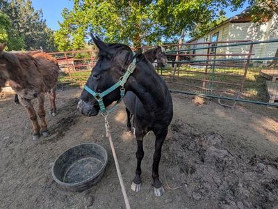 2 year old grade Appaloosa Mare