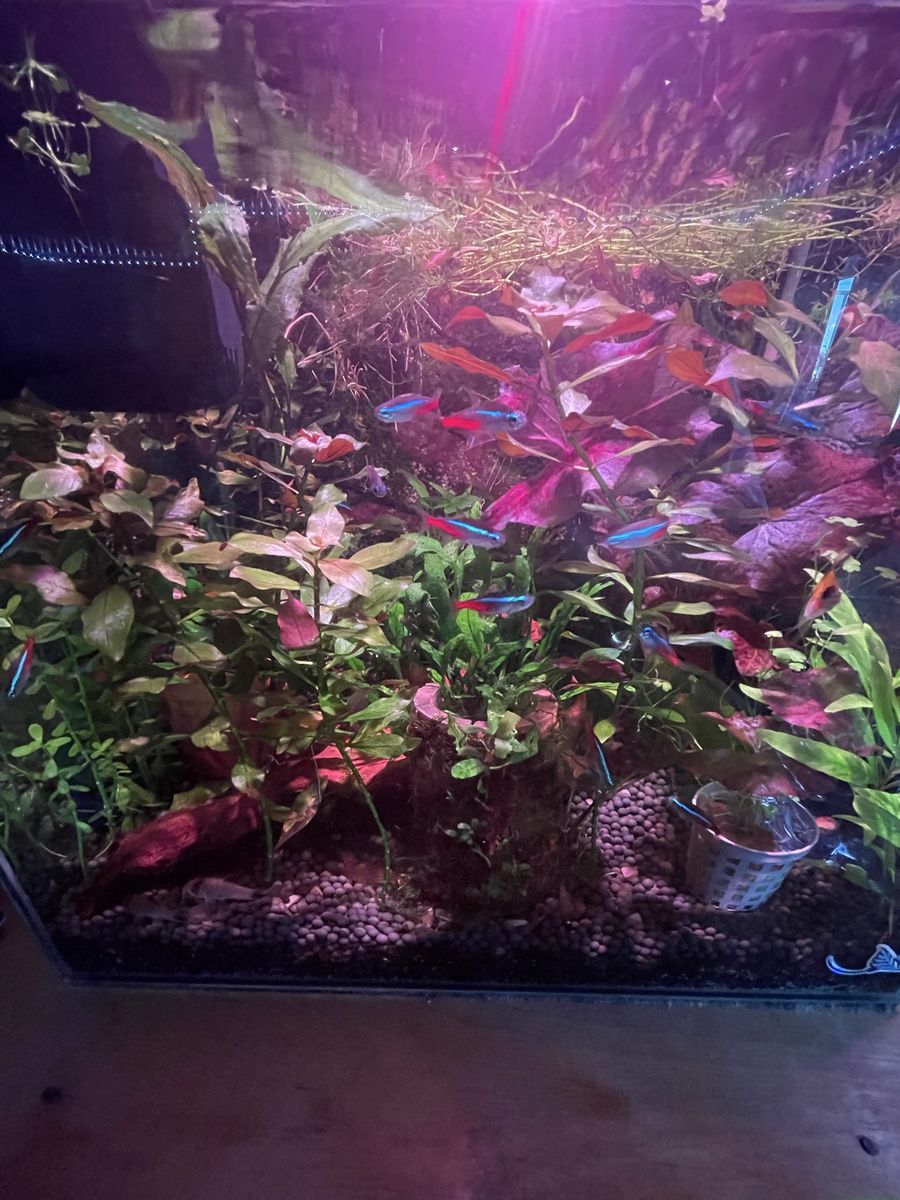 School of neon tetras 