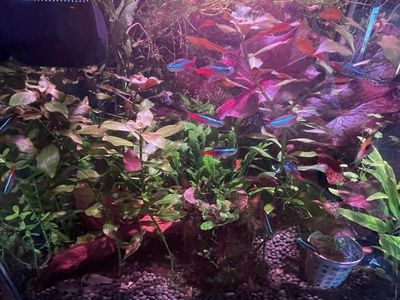 School of neon tetras