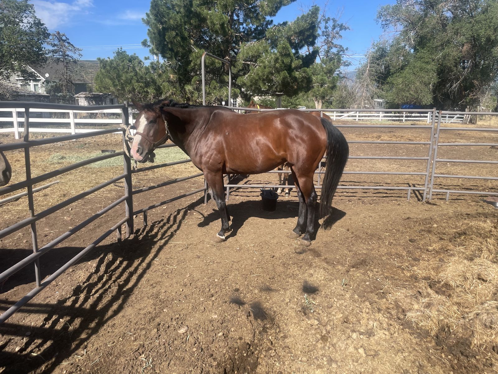 Horse