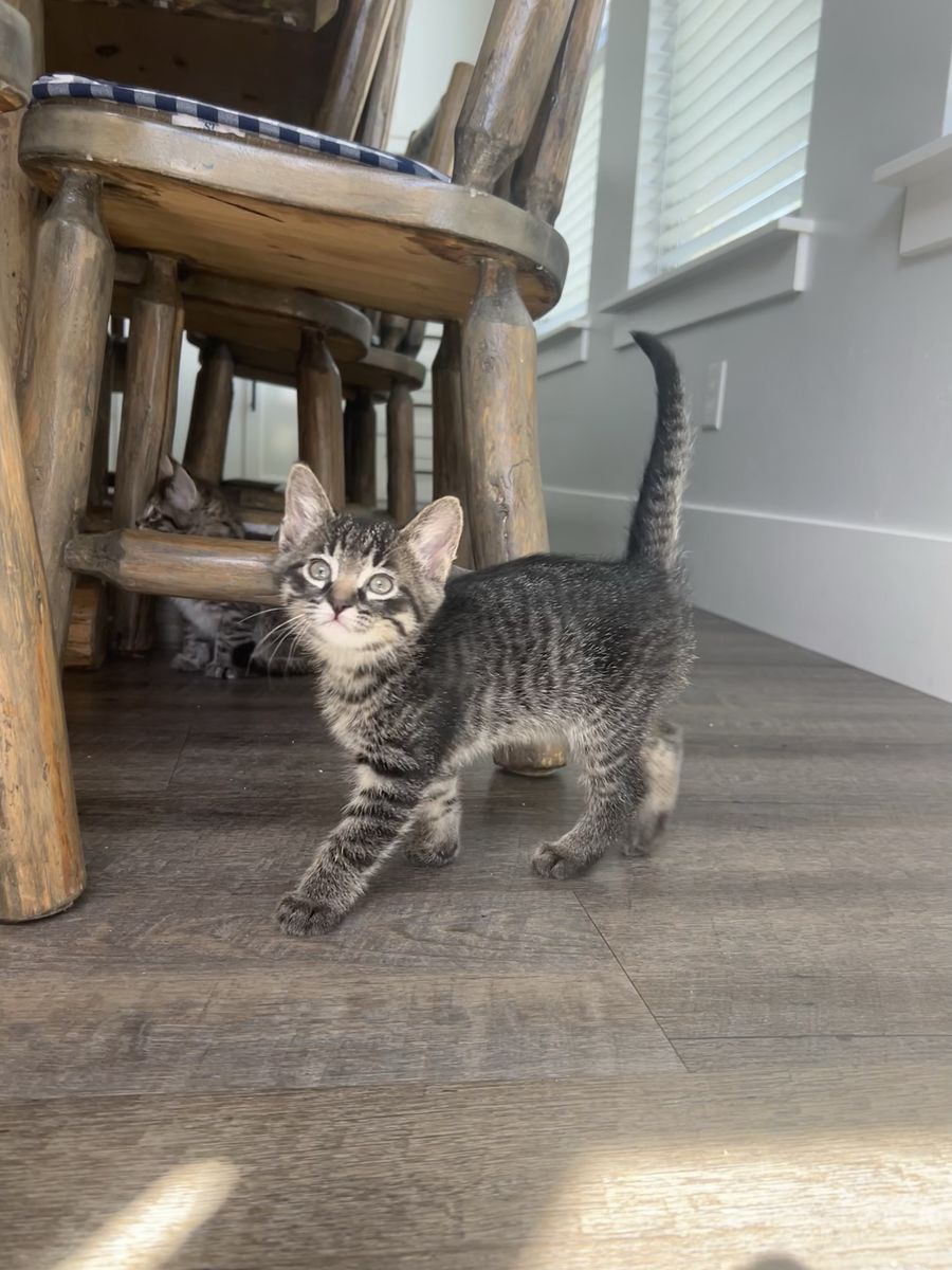 Kittens!