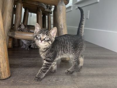 Kittens!