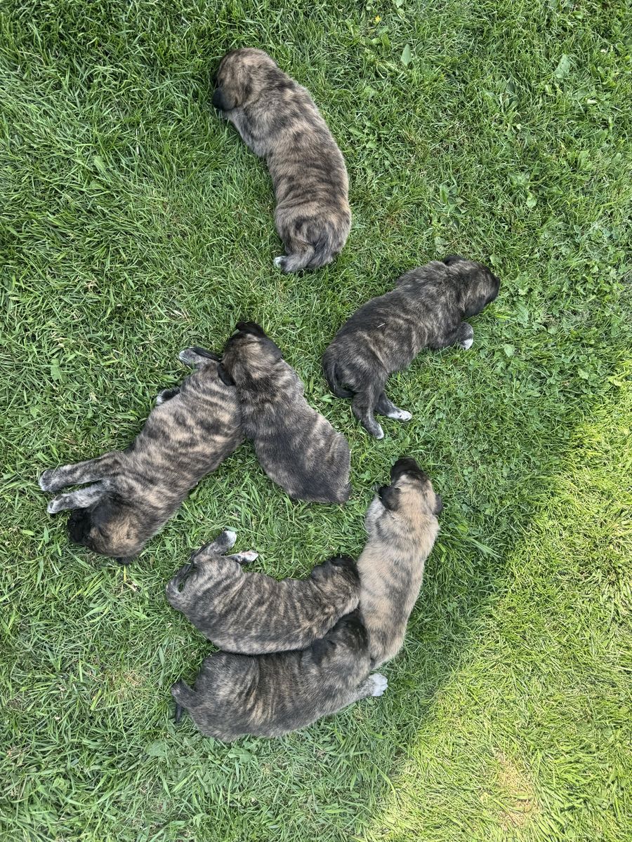 Daniff mix puppies
