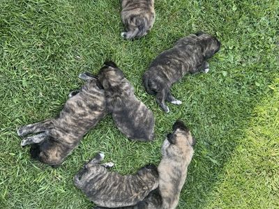 Daniff mix puppies