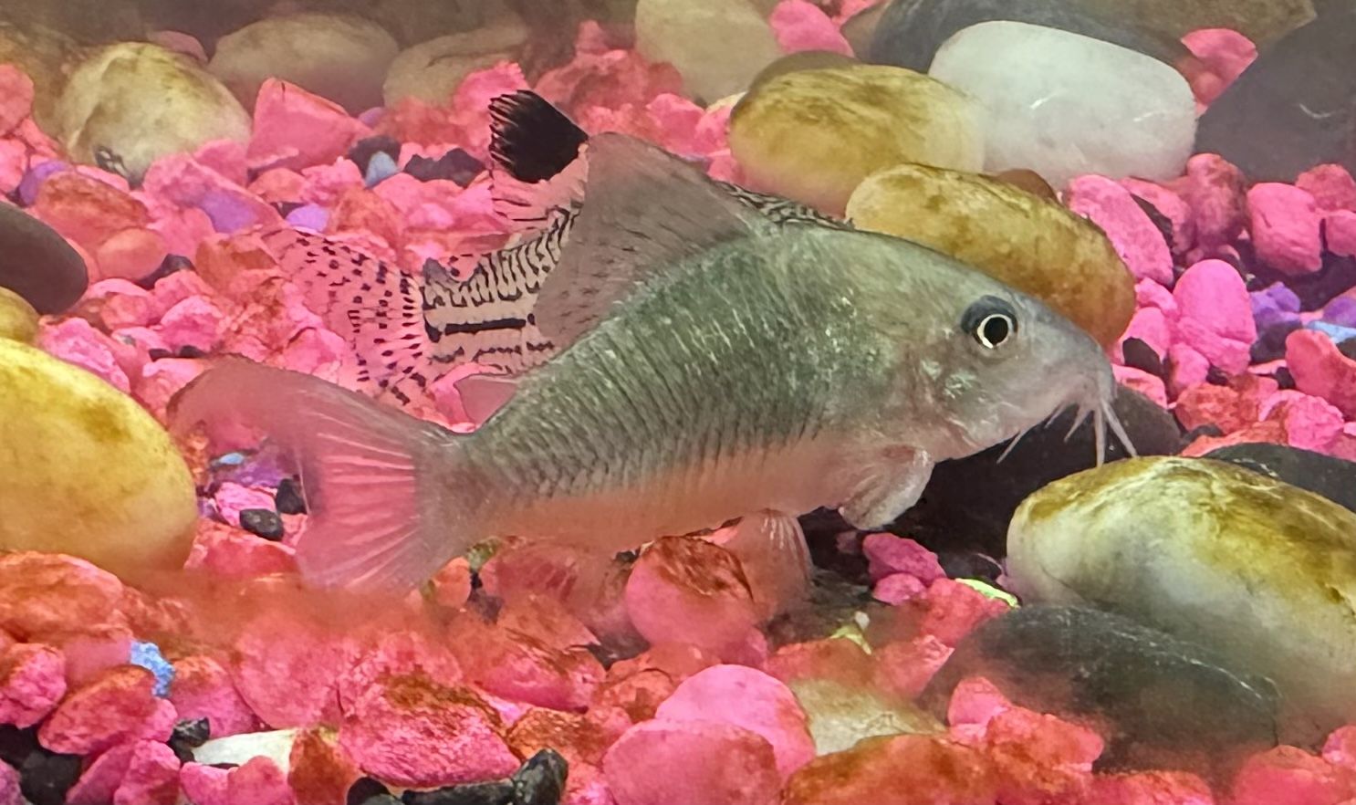 Cory catfish