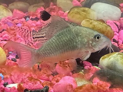 Cory catfish