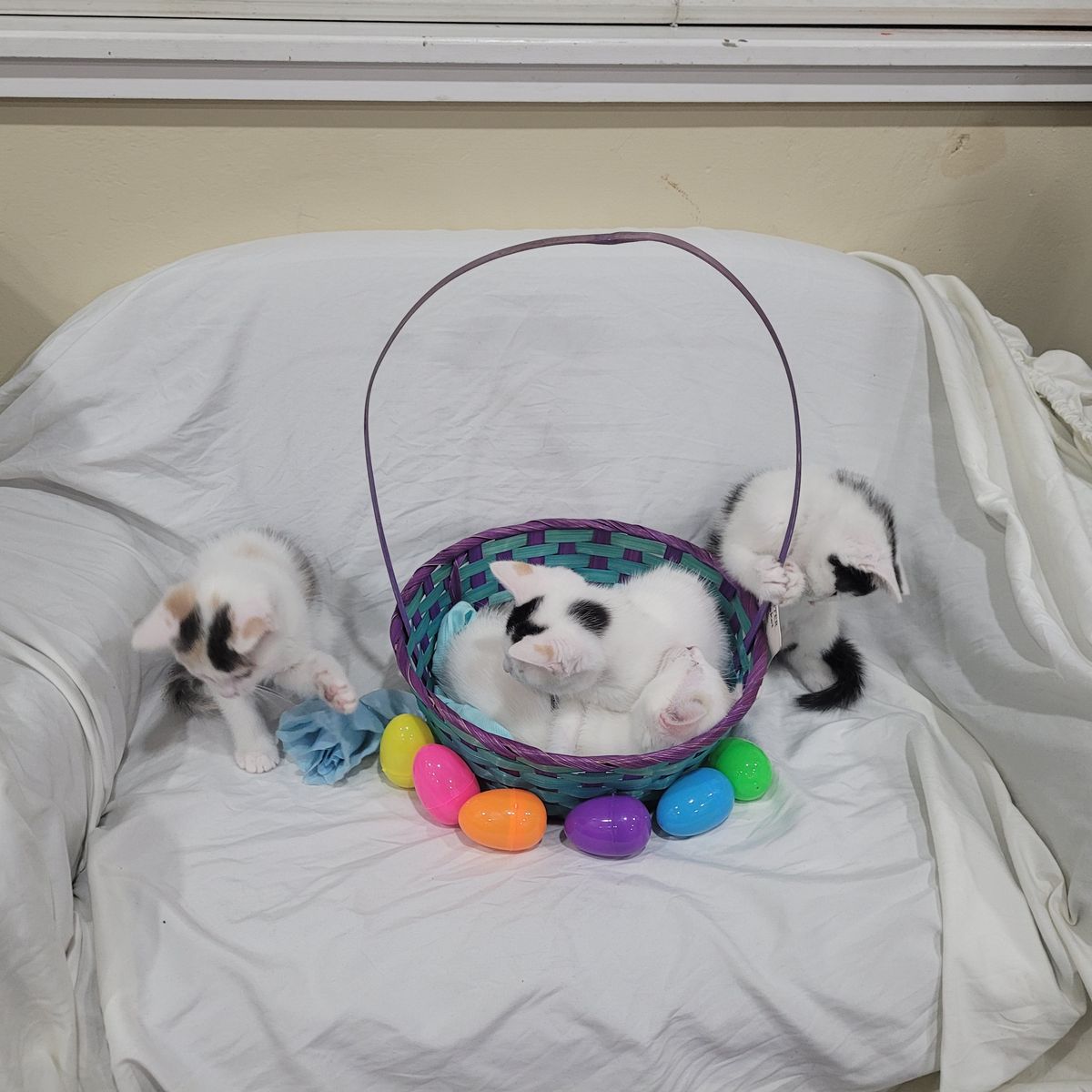 Easter kittens!!