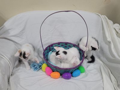 Easter kittens!!