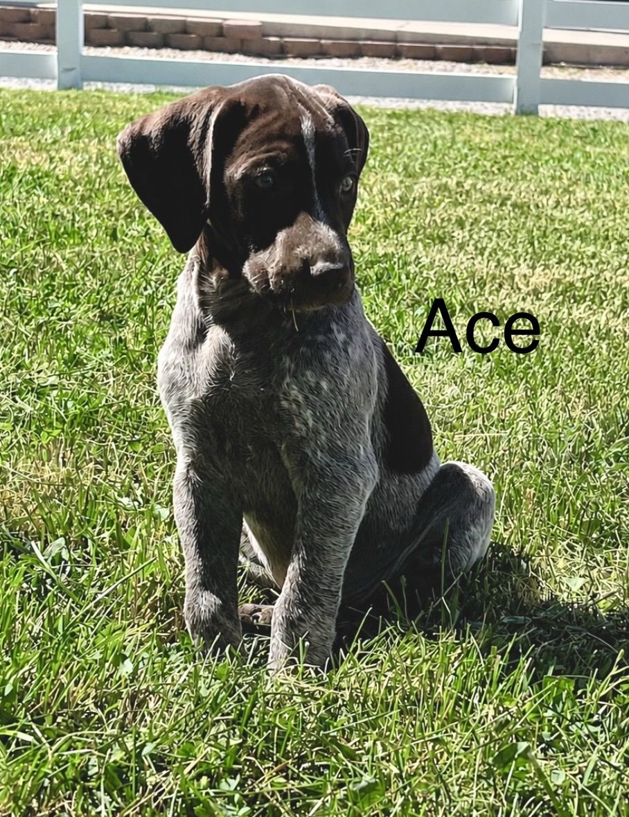 German shorthair puppies