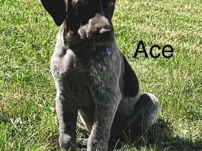 German shorthair puppies